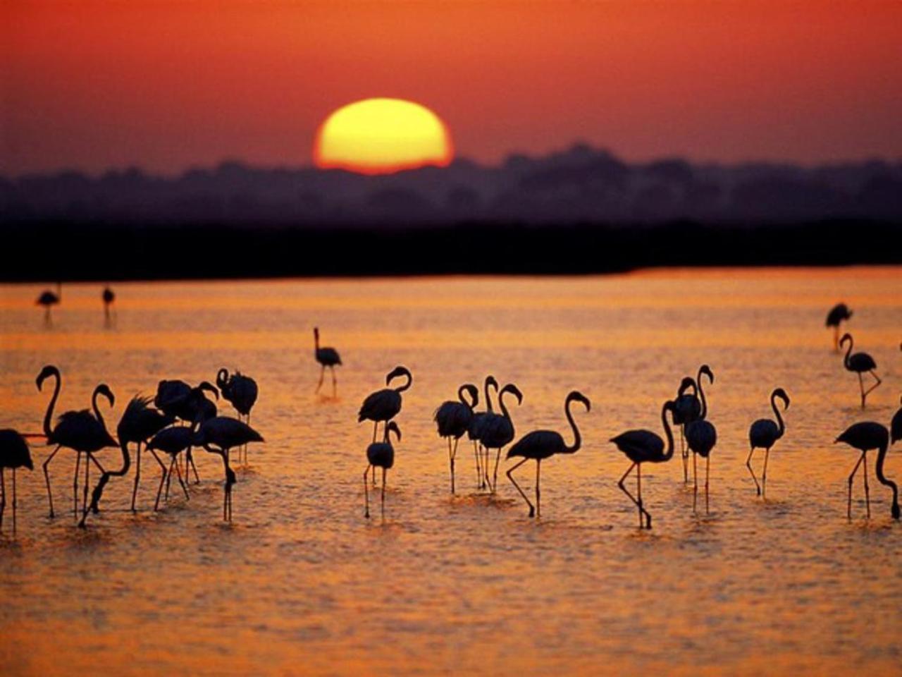 Alojamiento Rural Flamingo El Rocío Buitenkant foto